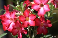da975c4b-IMG_5881 adenium.jpg